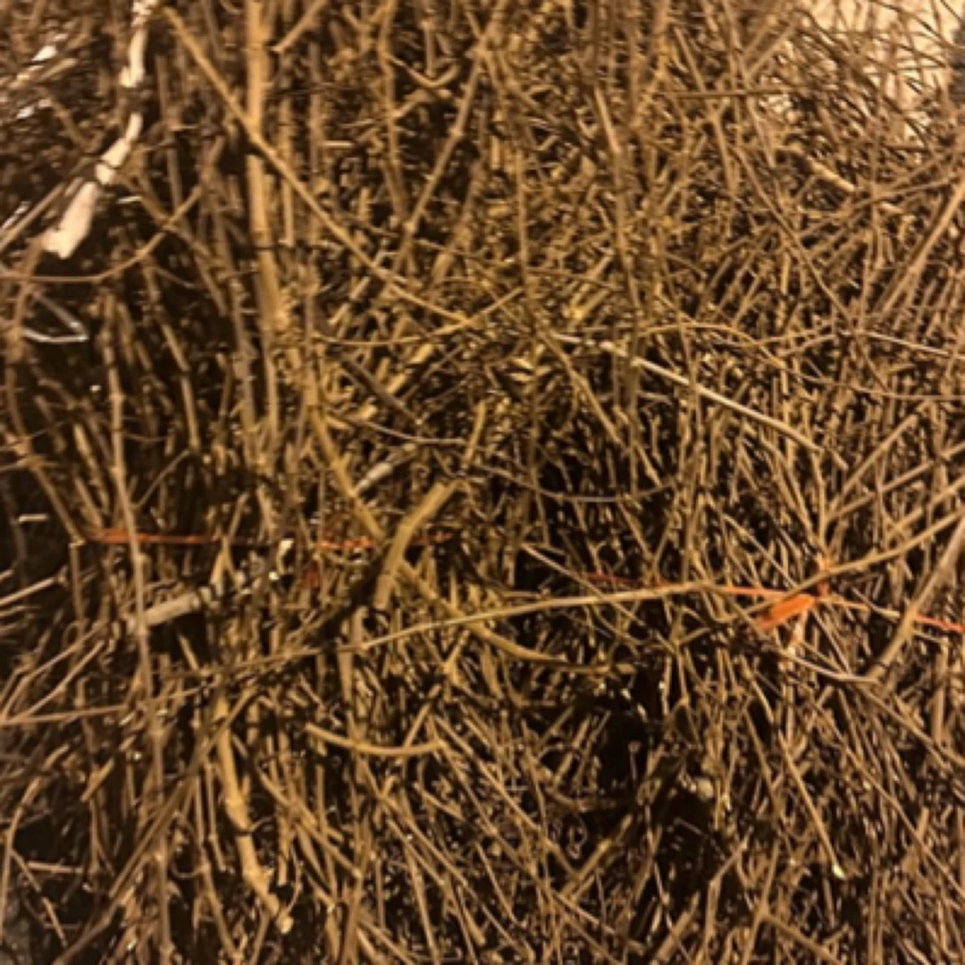 圆叶葡萄枝条5-10根，赠鱼蛋白500毫升