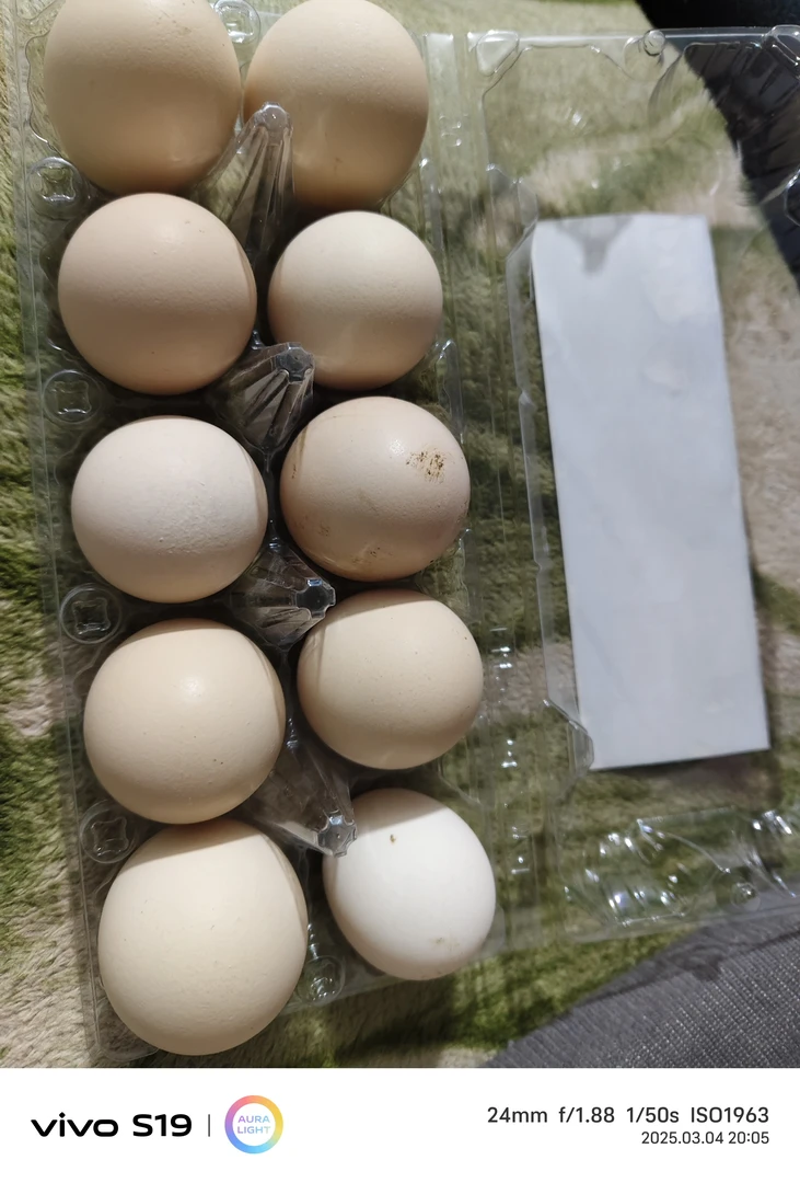 (延波养殖农场)正宗农家散养新鲜土鸡蛋粉壳绿壳蛋现捡现发。