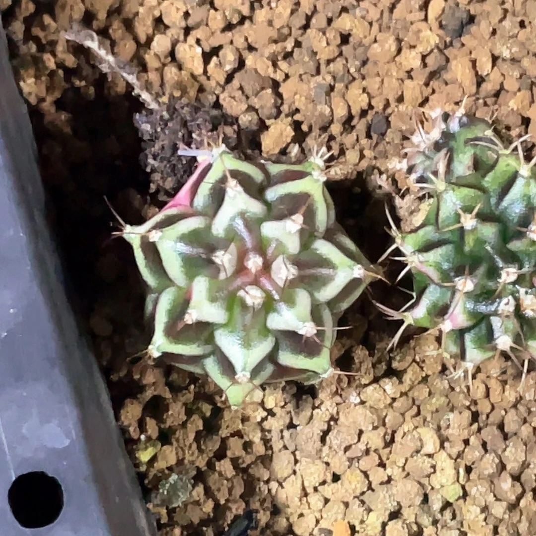 当前无花朵，栽培后可花朵