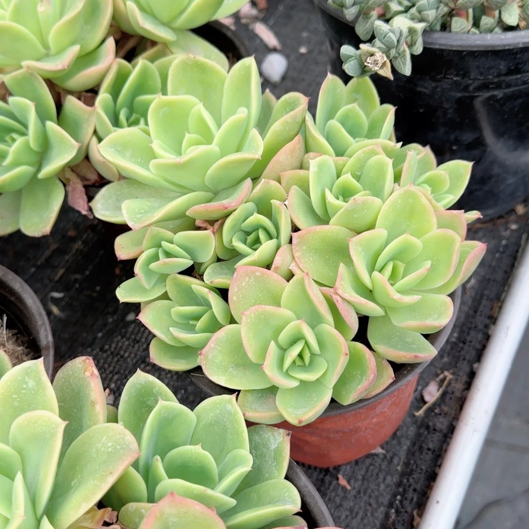 金辉小群生多肉植物