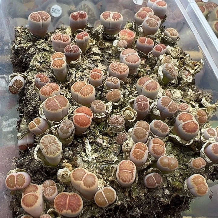 4349小美菊下播福利