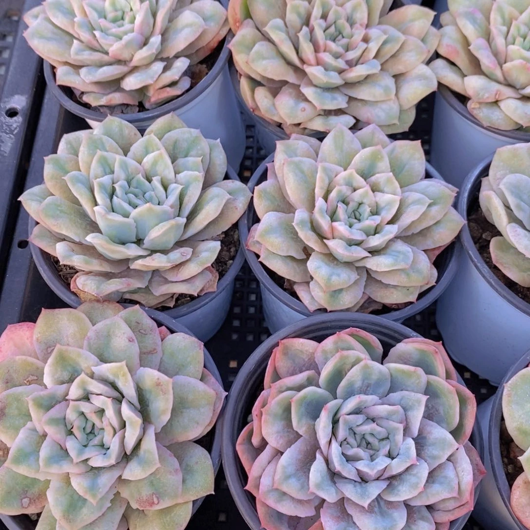 21-19-母本泡泡纱裙单头一个