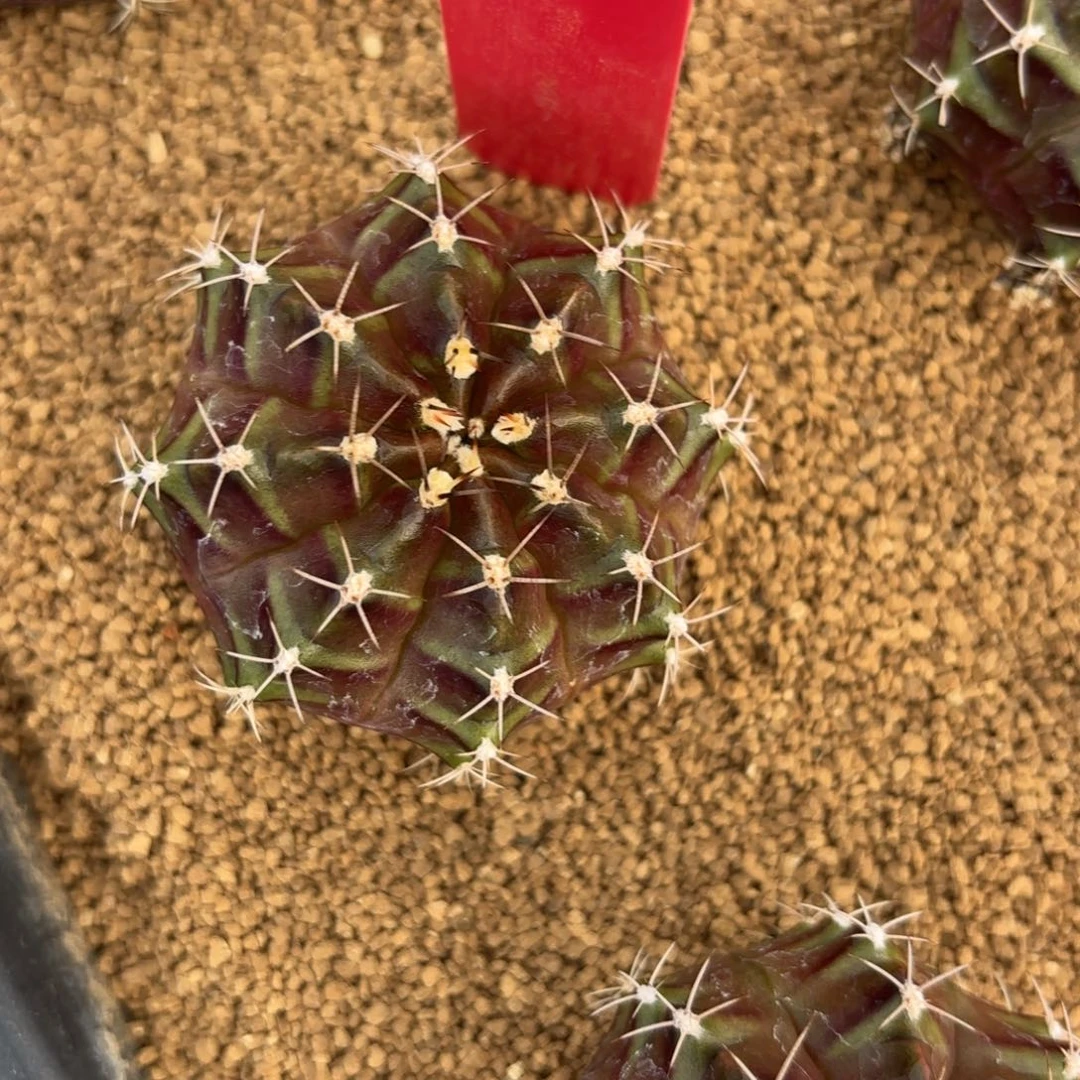 L539-0103泰国发货 姹露紫