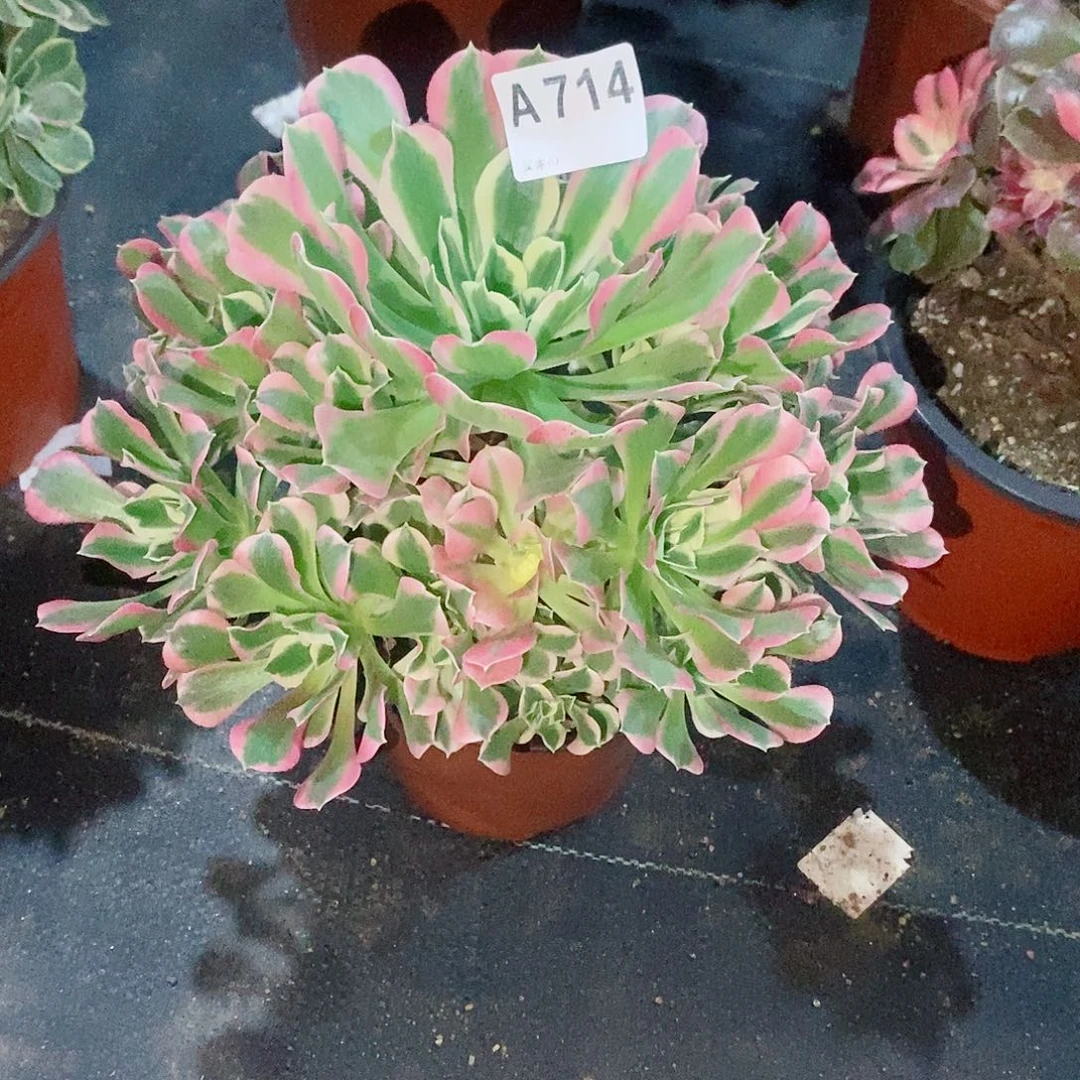 白凤714炖肉11111