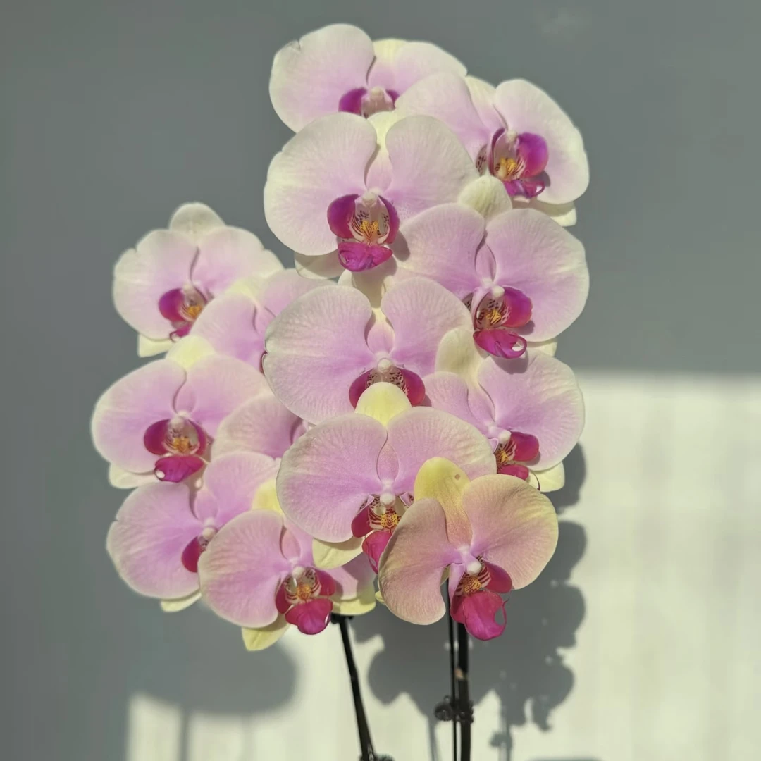 植趣花卉【蒙娜丽莎】渐变色大花 3.5加高出剑苗 特殊色