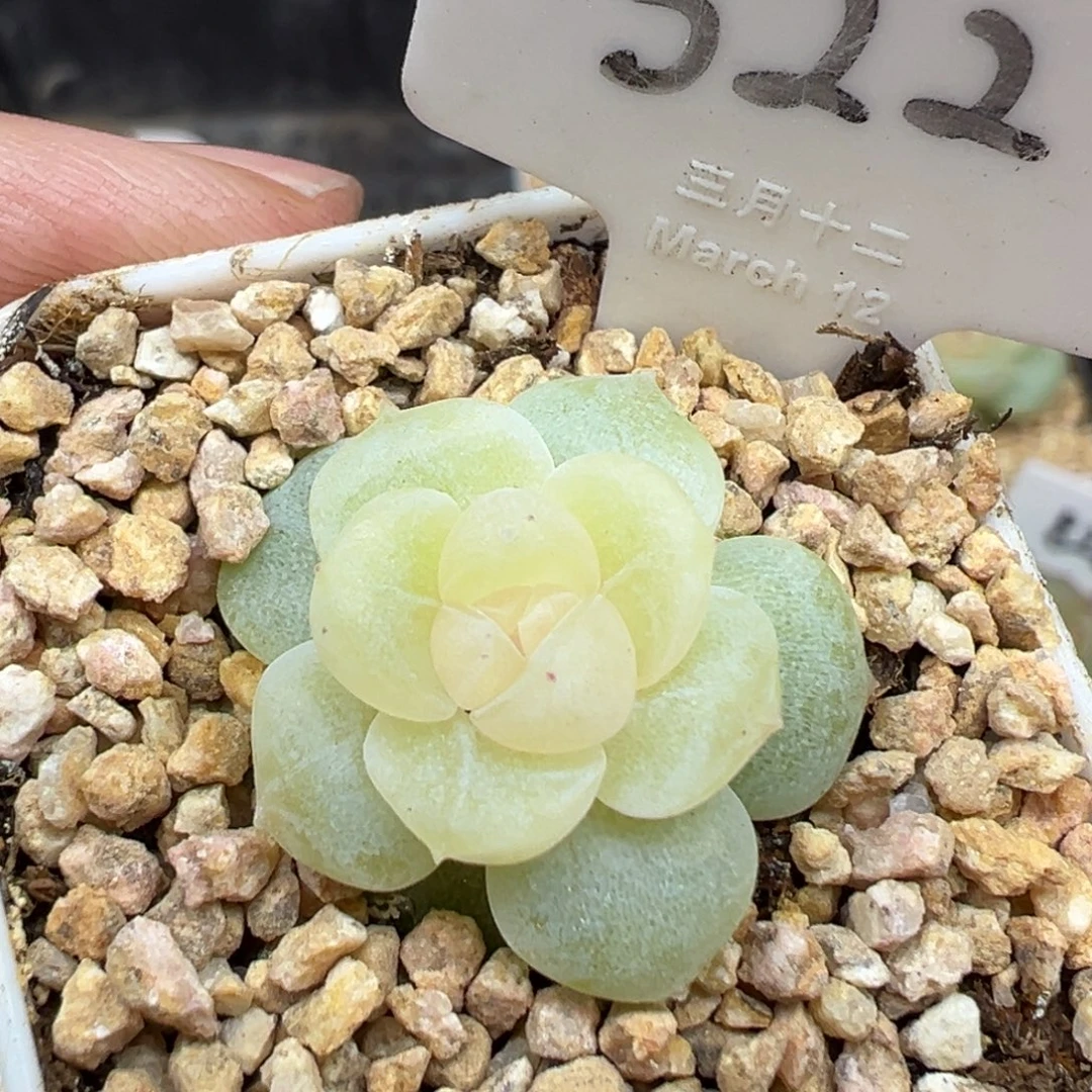 522号无尽月 晗雨多肉