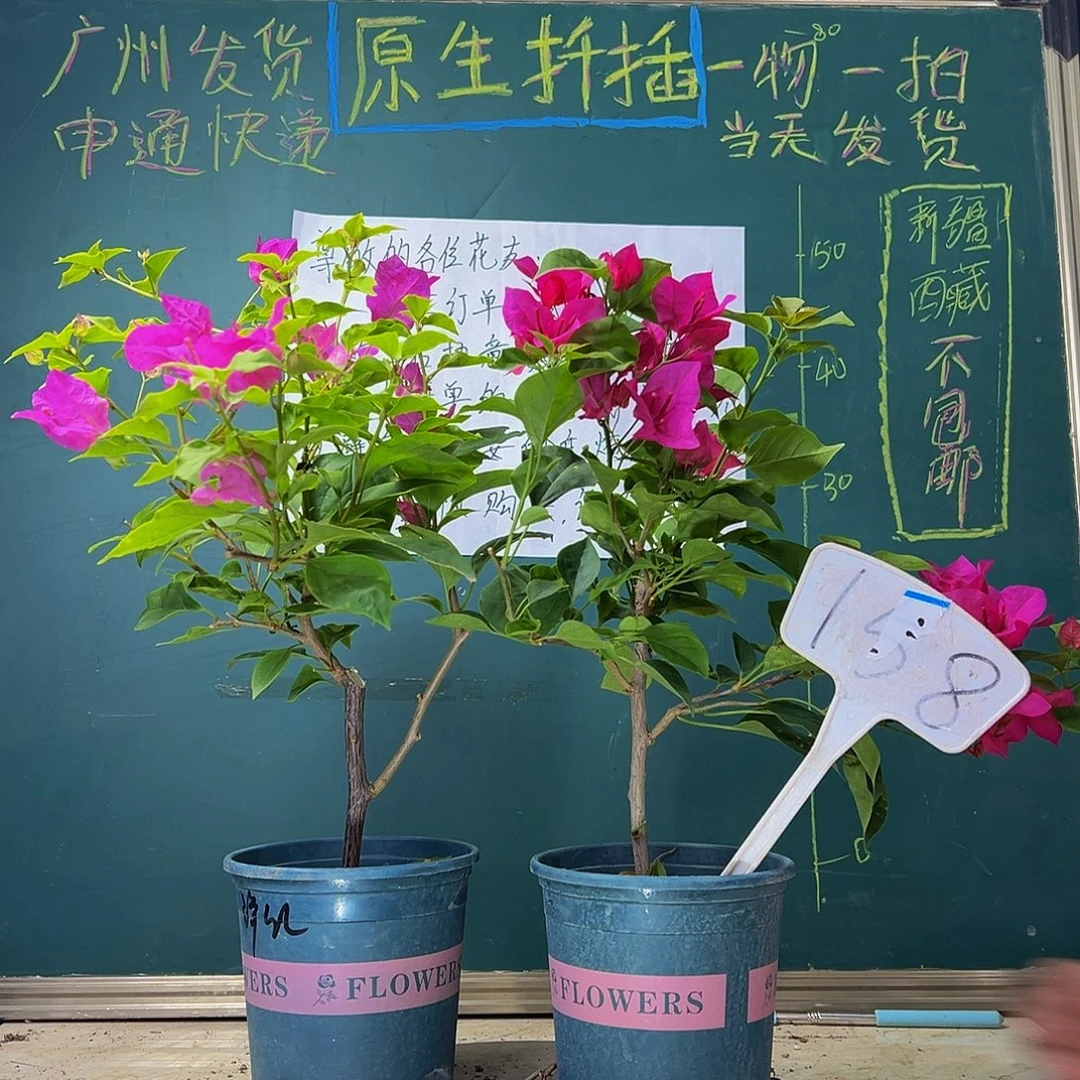 当前无花栽培后可以开花  玫瑰红 洋红公主 158