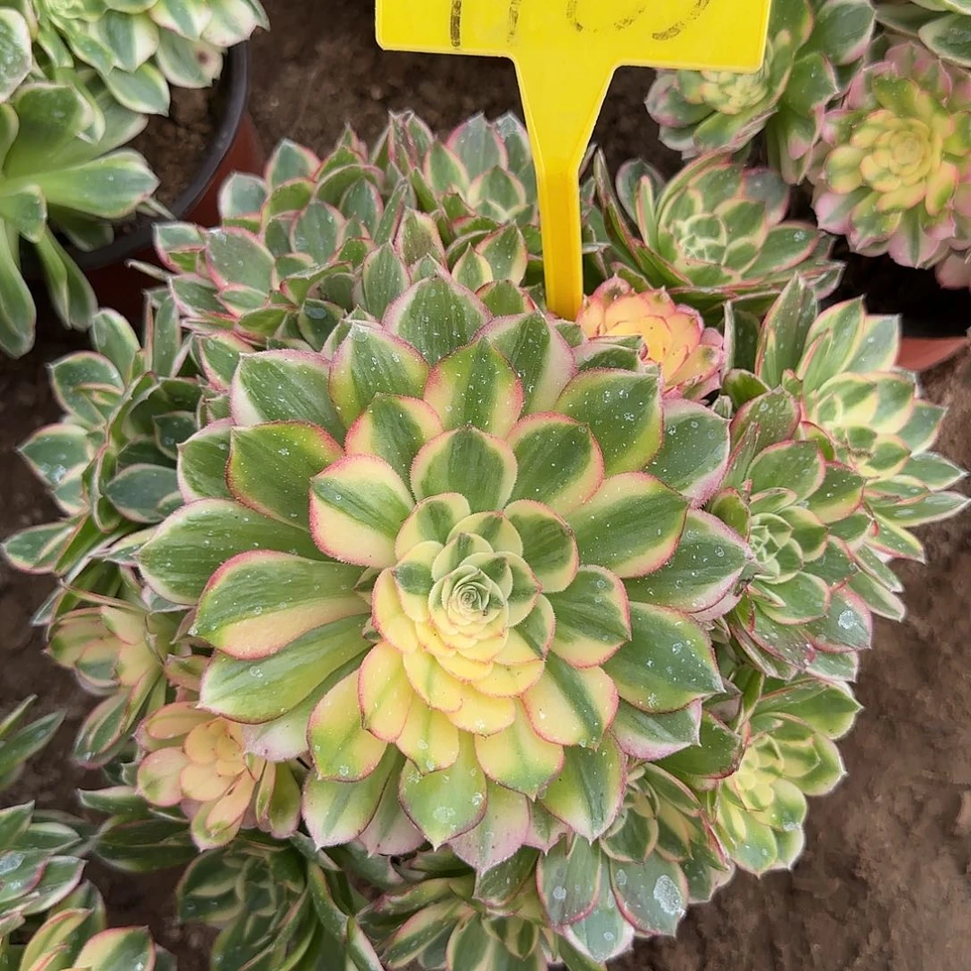 4185+--+海鲜多头多肉