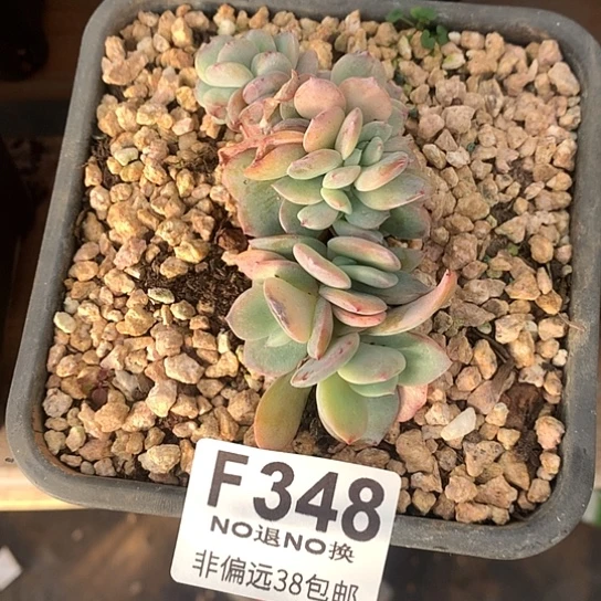 白凤缀化小树348 退款拉黑7-8天发货