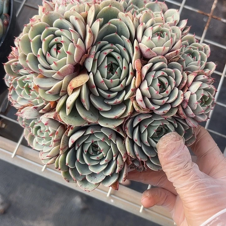 两单包邮，一物一拍笨巴