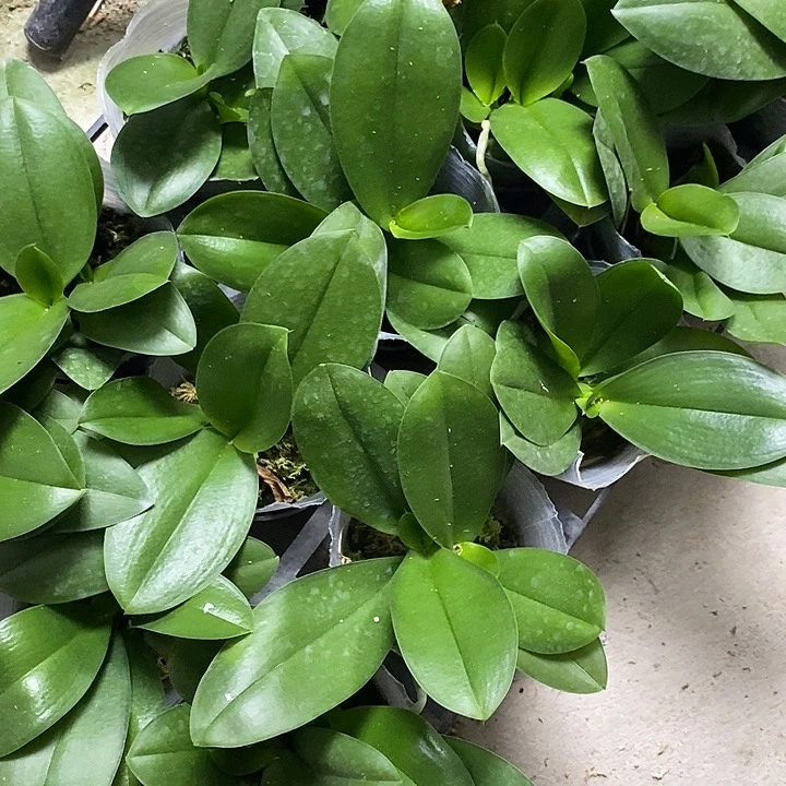 当前无花栽培后可以开花台大微笑双头