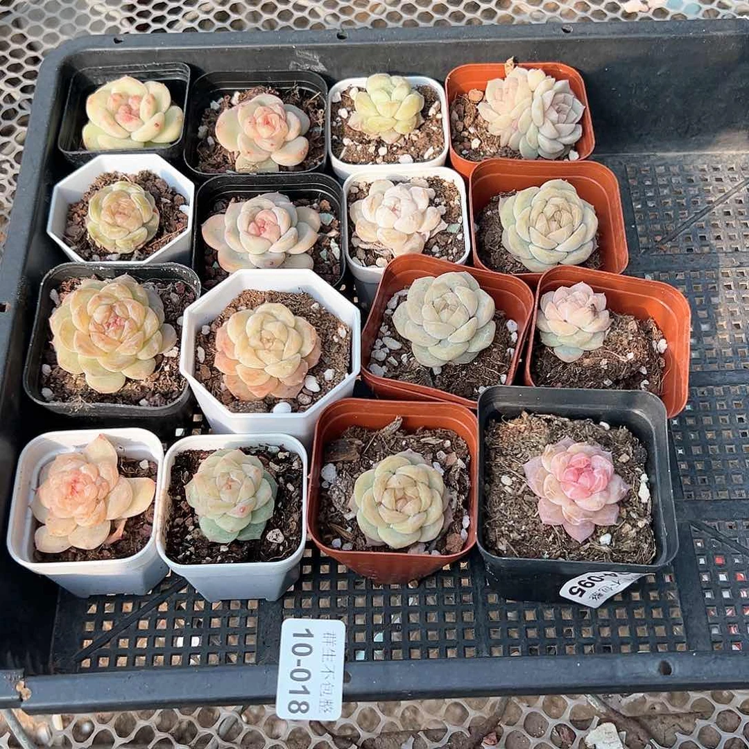 小卡拉米糖心一物一拍10-18