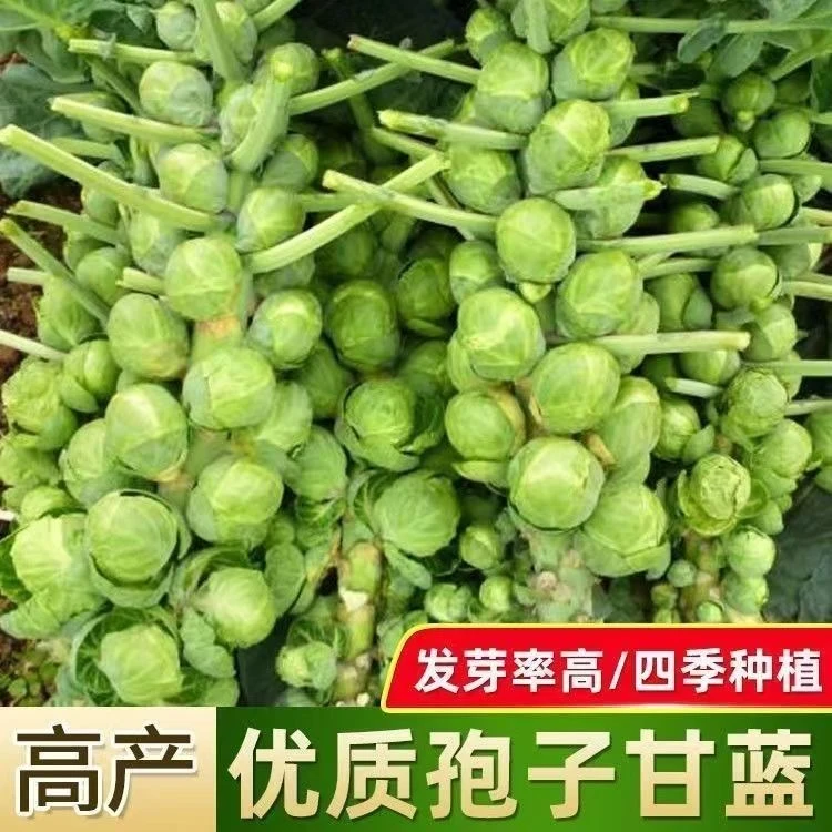 孢子甘蓝菜种子1包400粒蔬菜种籽高果率小包菜卷心蔬菜种子大全