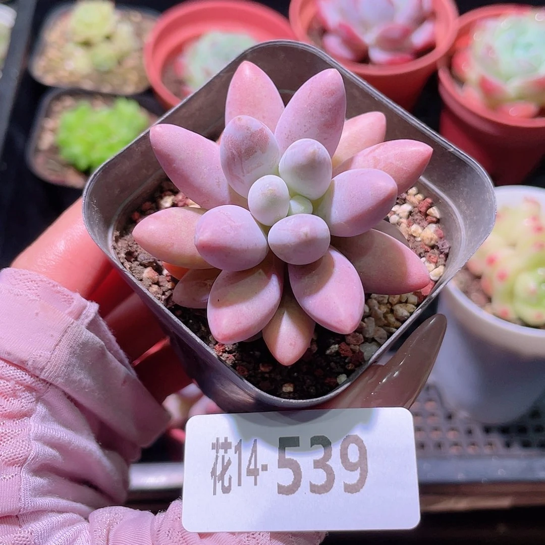 花利美14-539粉色恋人