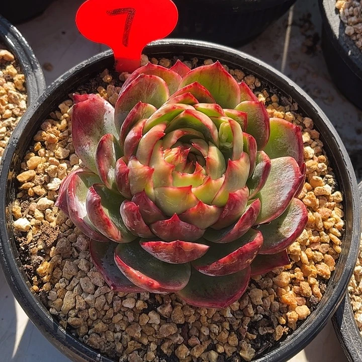 惊鸿仙子一物一拍，满30包邮