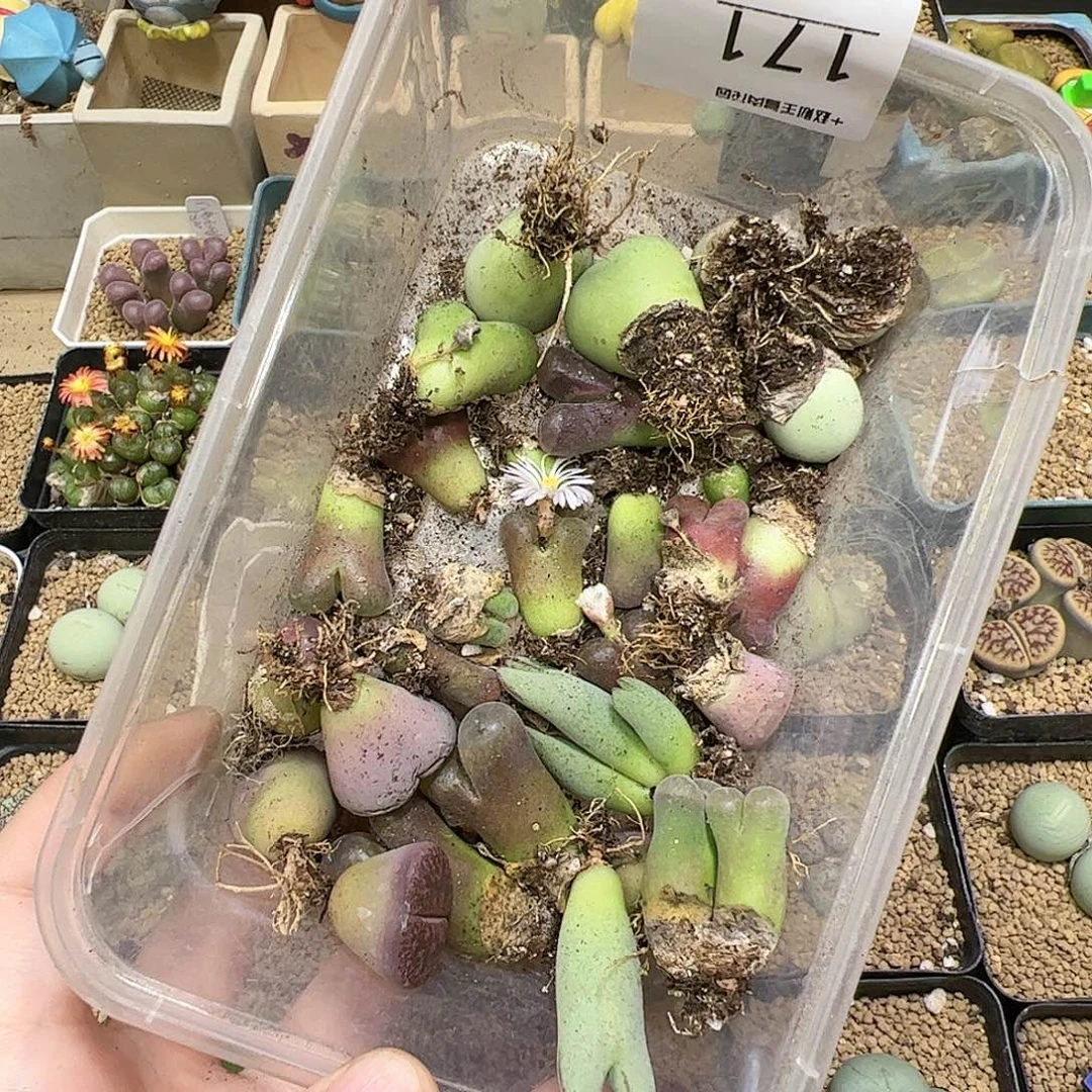 【闪购商品】171 清盒
