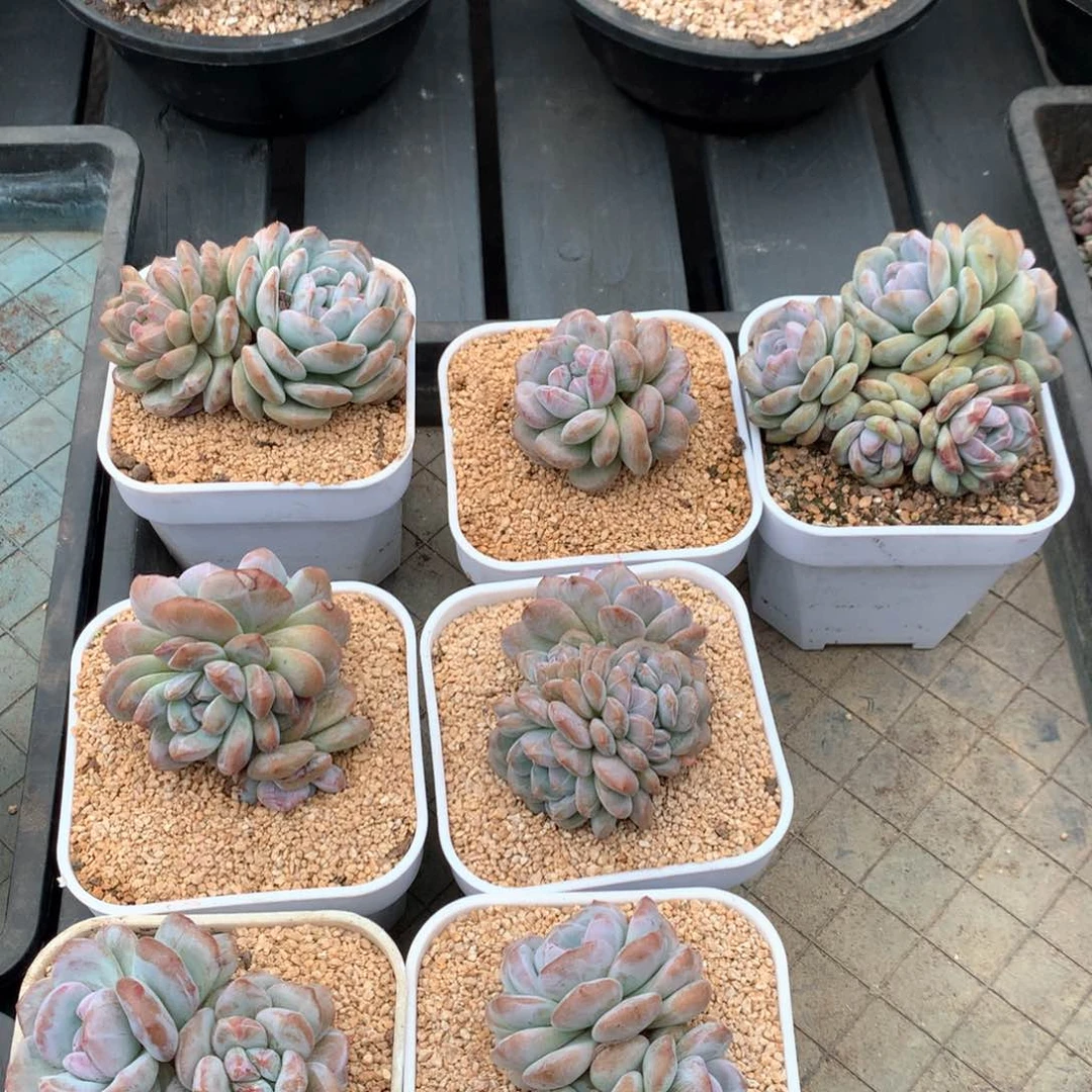 星影石化变异（C561） 随机 售后范围：签收起7天内