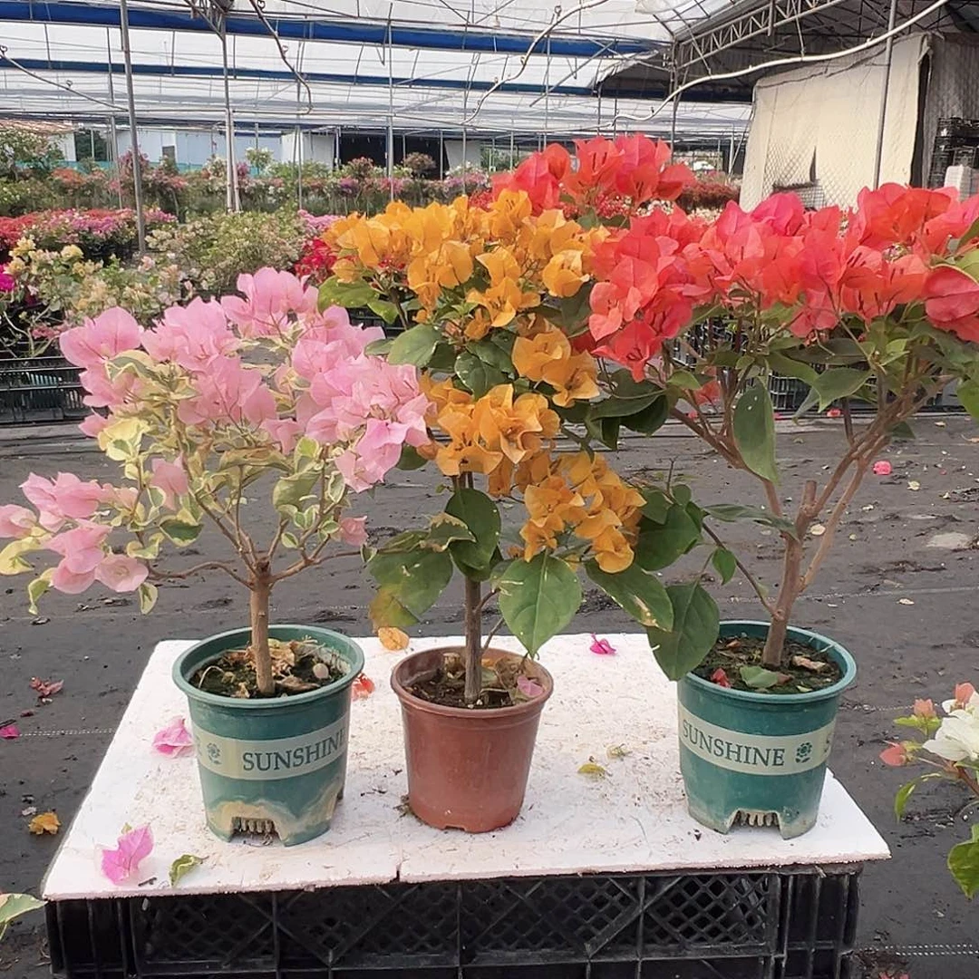 大部分花苞少量开放中国丽人，加州黄，夕阳红组合