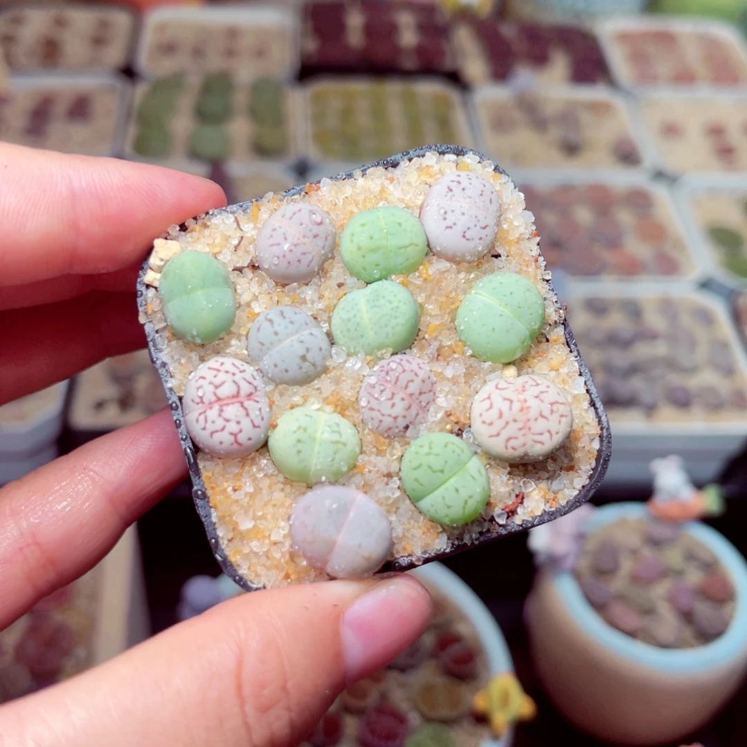 27号带盆包邮发货