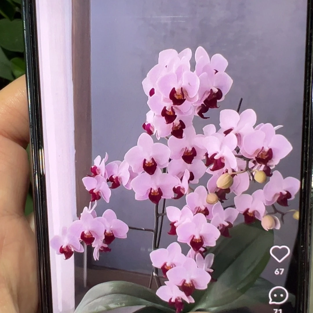 当前无花栽培后可以开花貂蝉新苗,凑单发货