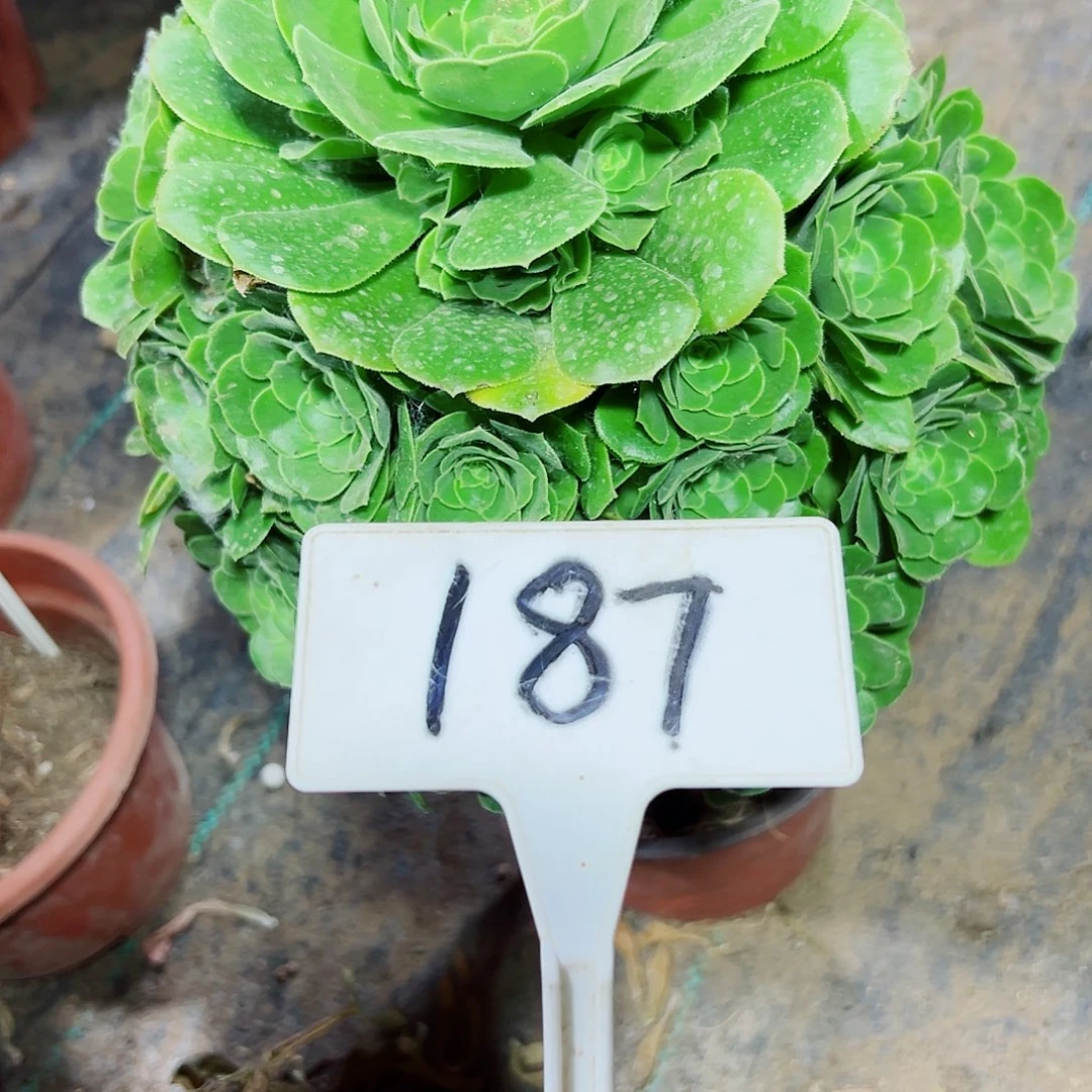 多肉植物绿羊绒法师