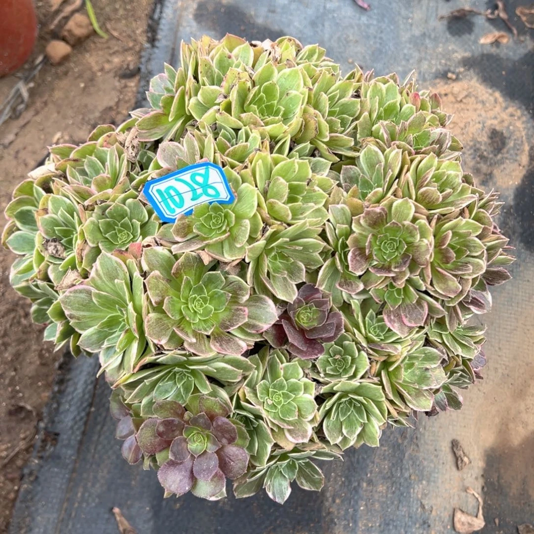 多肉植物万花筒朵朵1028