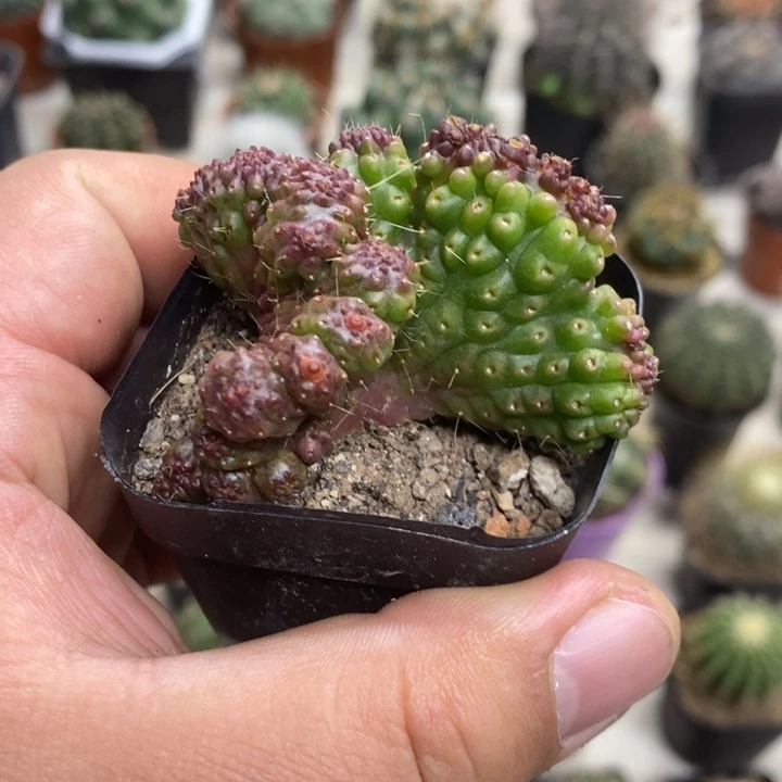 红高沙缀特价福利