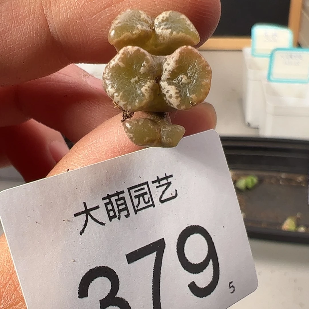 0000379 一物一拍……