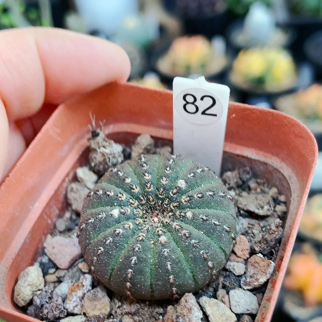 大型士童非偏远地区满25包邮仙人球