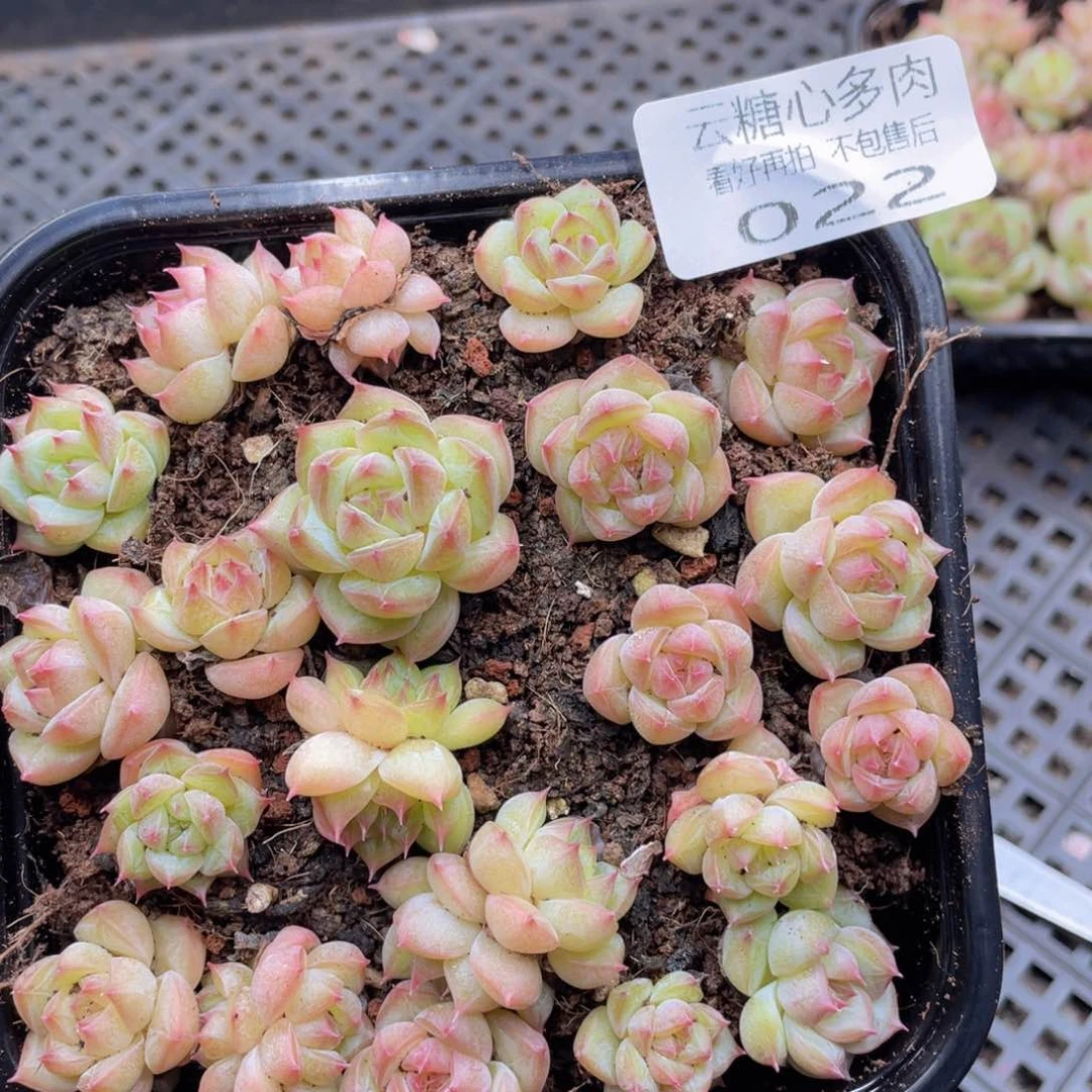 云糖心多肉植物22