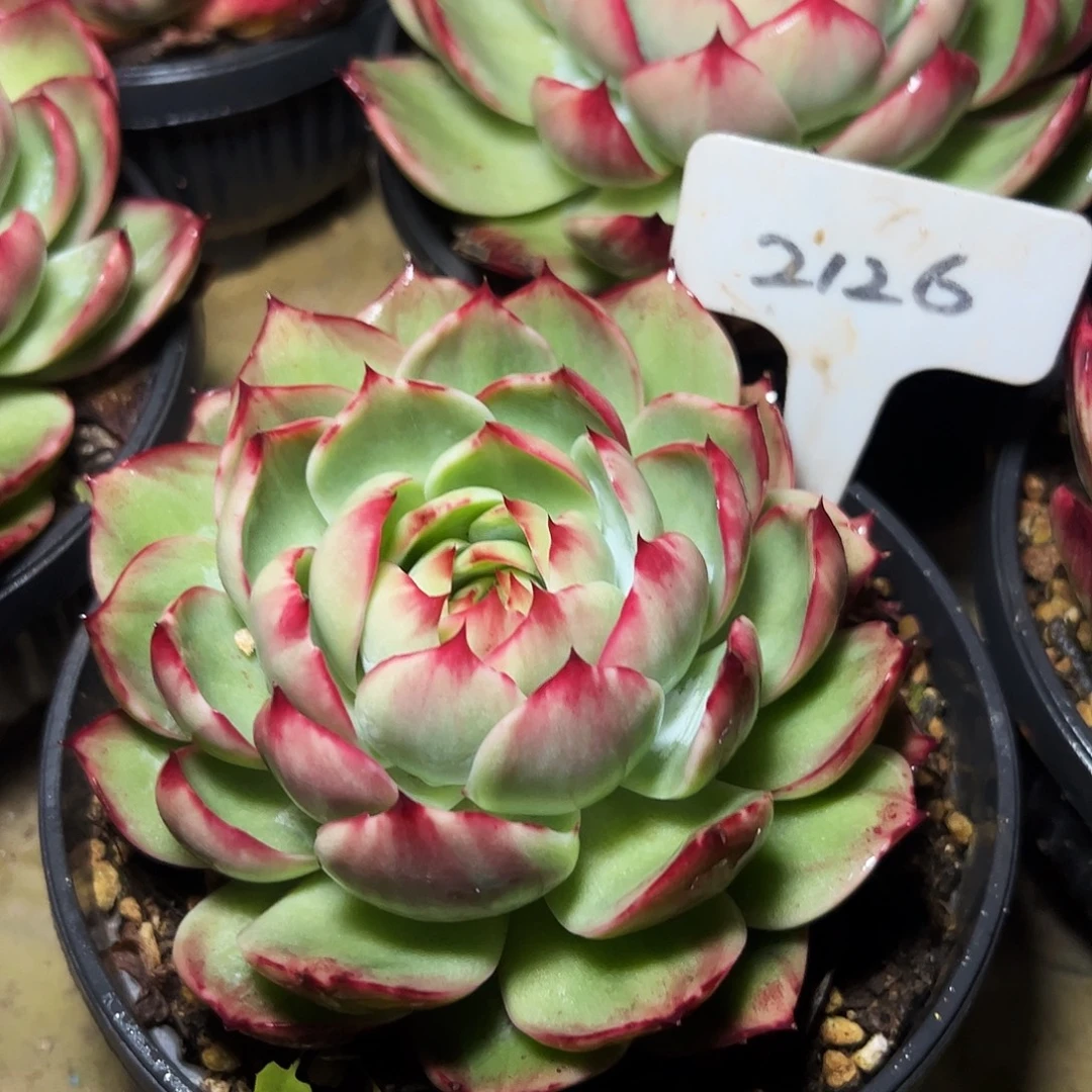 惊鸿仙子一物一拍2126号