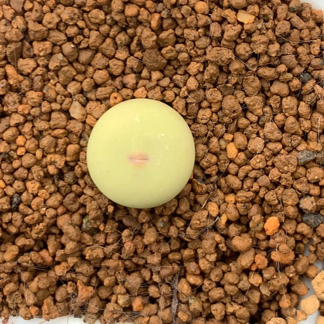 完全开放434V嘴000004