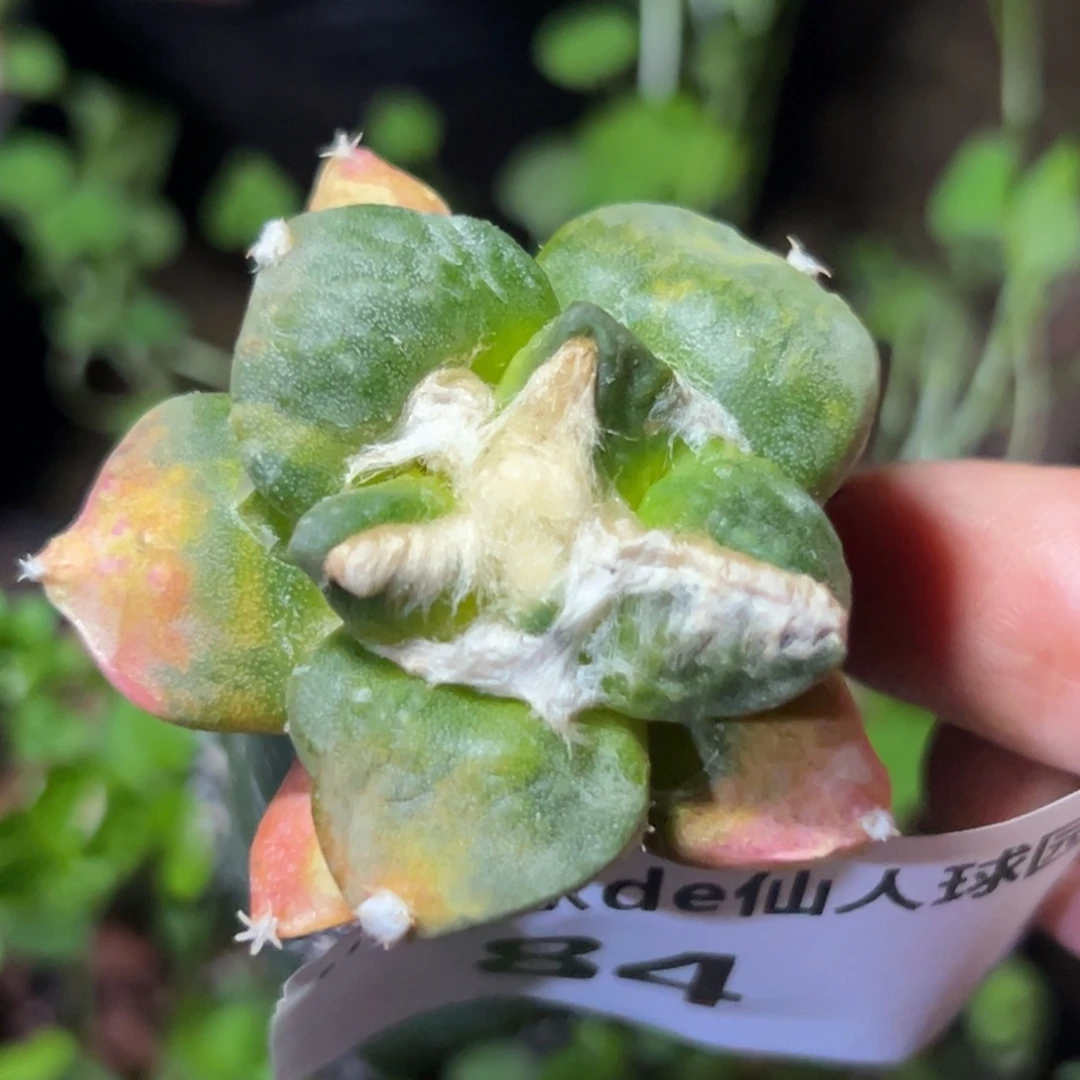 84 仙人球的比赛将于