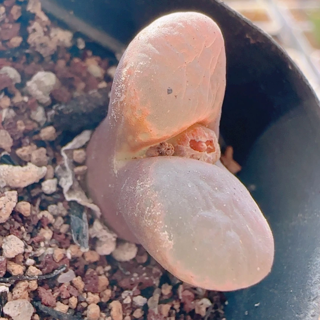 【闪购商品】21386