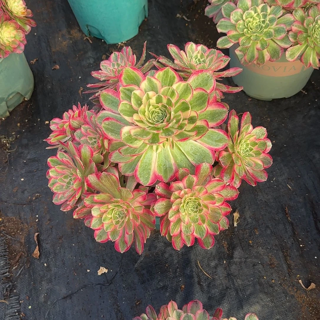 孔秋玲多肉植物33