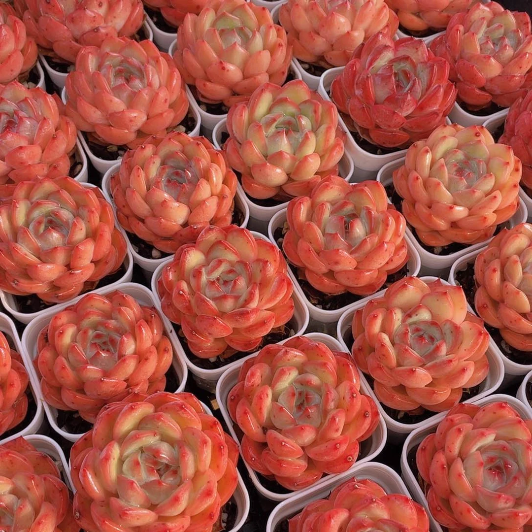 量拍8号 草莓杏仁单头一个