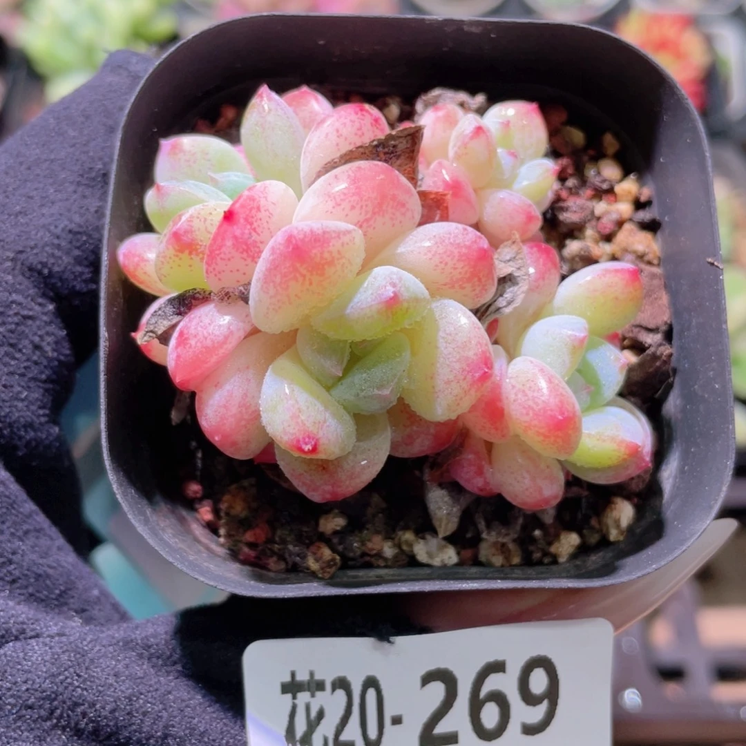 花利美20-269冰玉