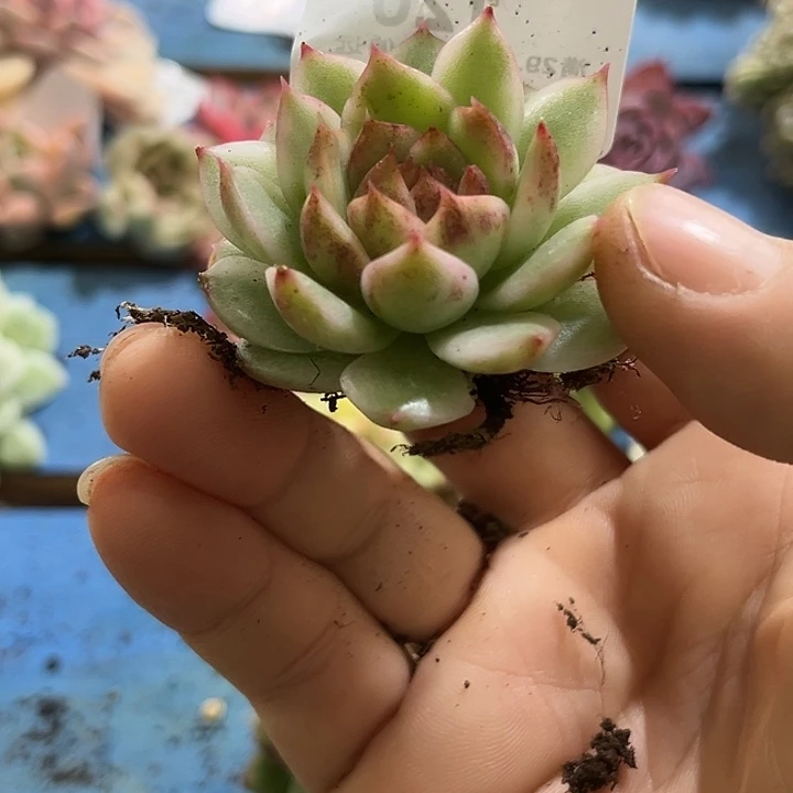 120黑水晶绿水晶锦炸多肉