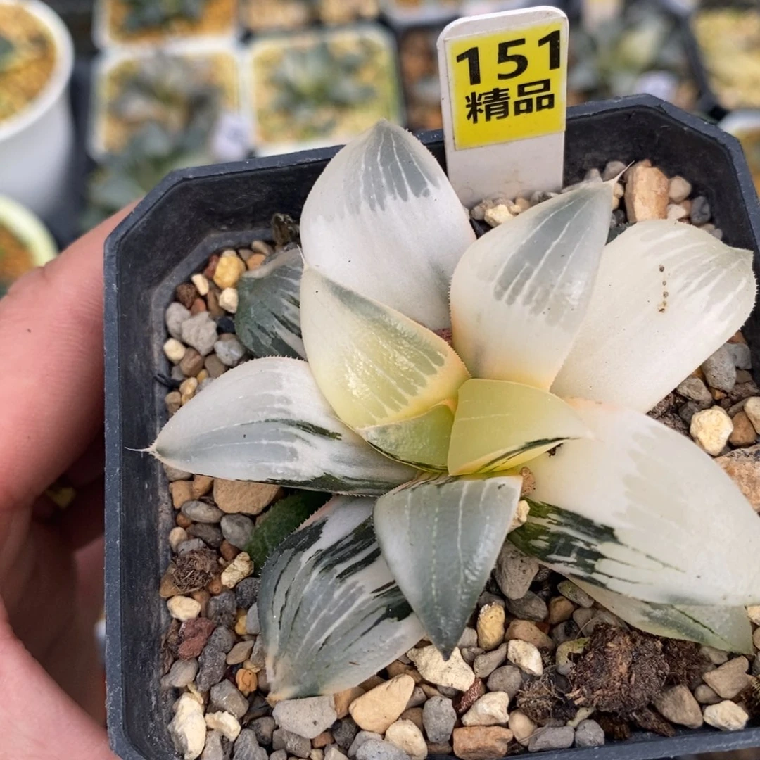 151裹克十二卷多肉植物