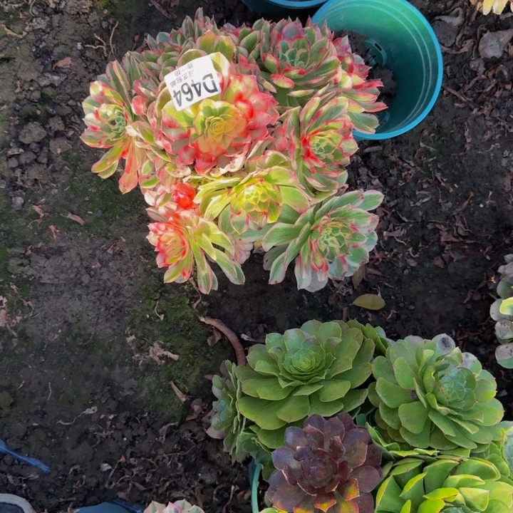 专***护玉芙蓉花30-15包邮花花