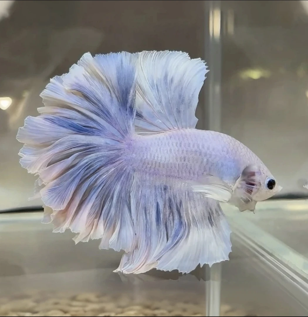 A8（169-192）泰国斗鱼活体精品观赏鱼活体（直播间选鱼）