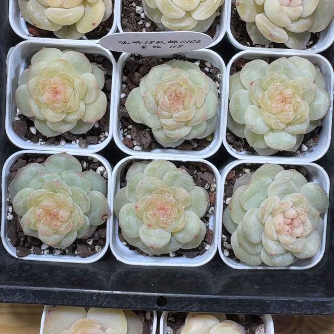 0102-118-晴芸一一颗量拍