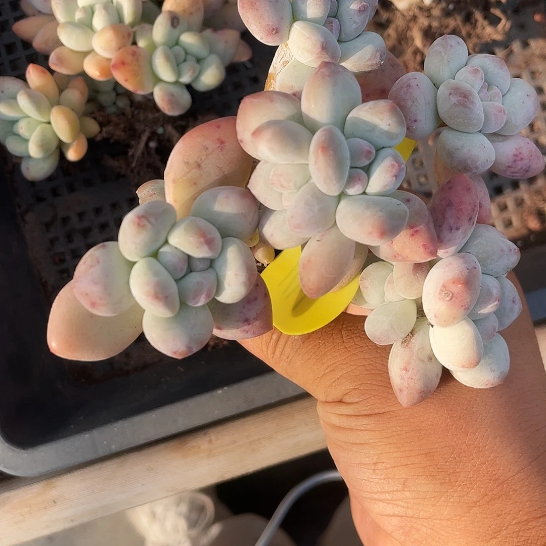 d***n奶酪体香水清台子不包断枝141