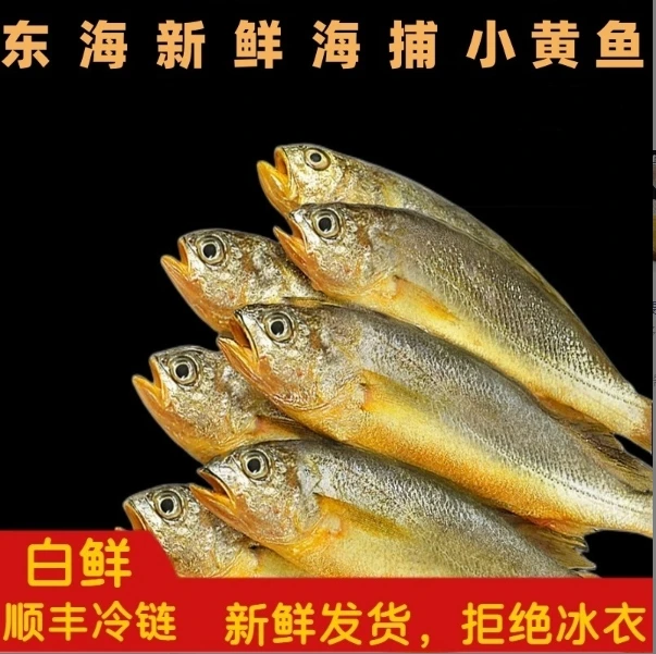 东海新鲜海捕小黄鱼3斤 特产海鲜鲜货鲜发 顺丰冷链 1斤6-7条