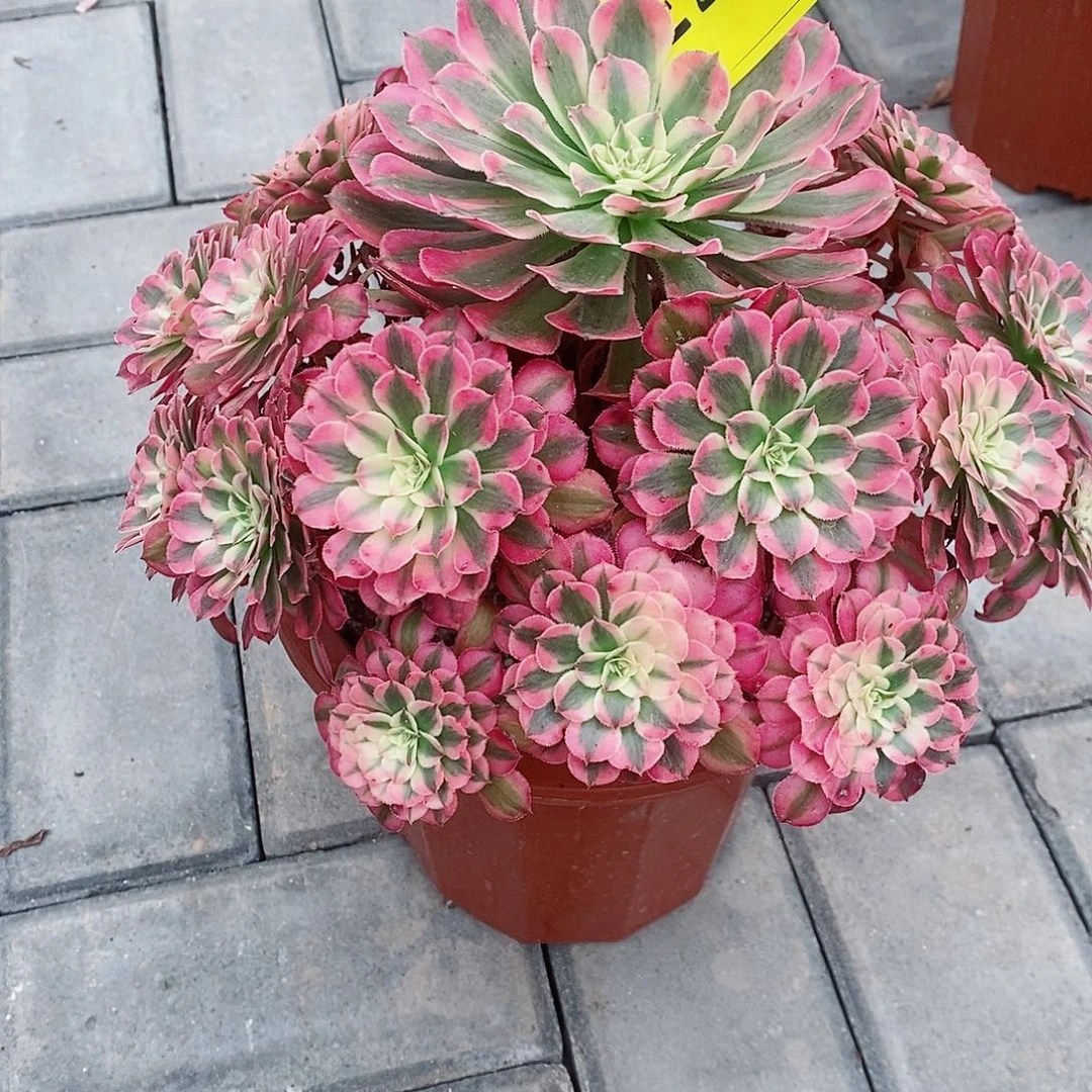 红铜白202   冠幅26