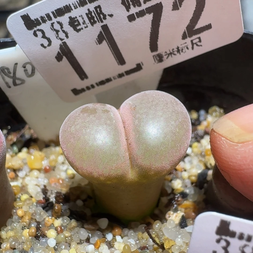 zzzz生石花肉锥1172
