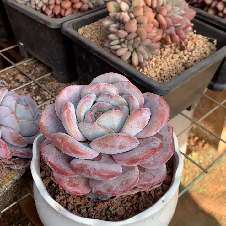 单头胖体石榴籽星影橙梦露多肉植物两单包邮