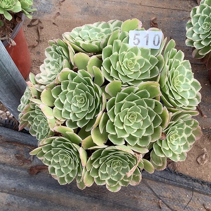 多肉植物孔雀翎510号