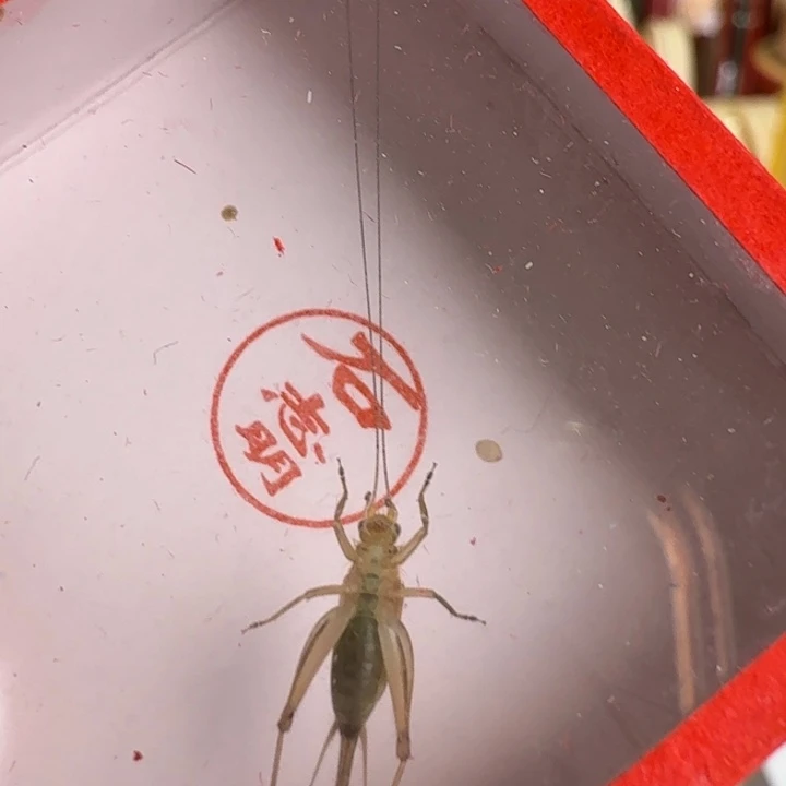 大个飞机蛉合适好看