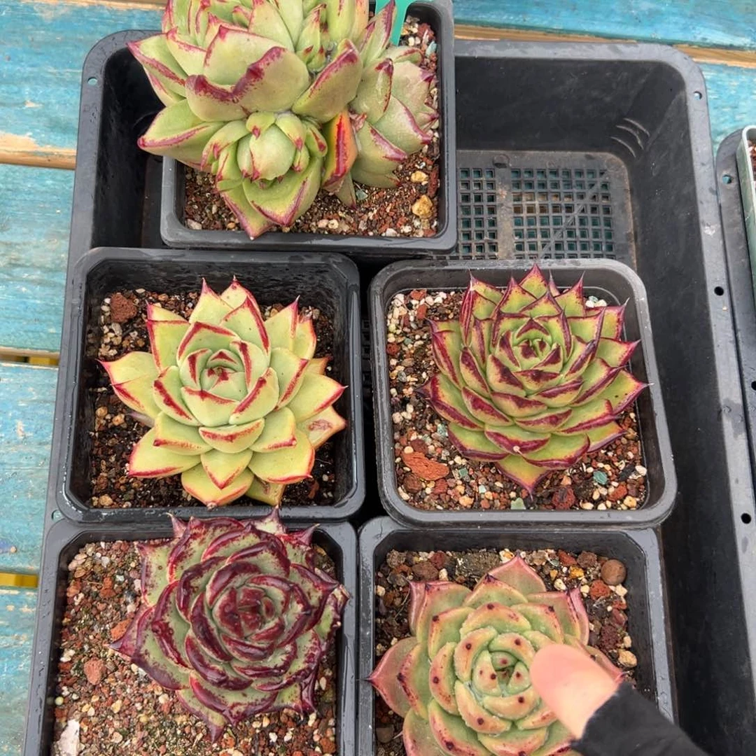 多肉一物一拍编号0119-116